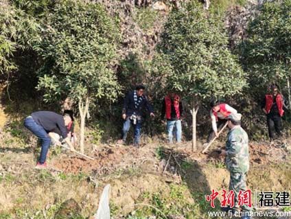 图为团队成员移植桂花树。 三明学院建筑工程学院供图